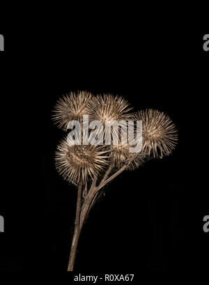 dry burdock with web threads on black background. isolated Stock Photo