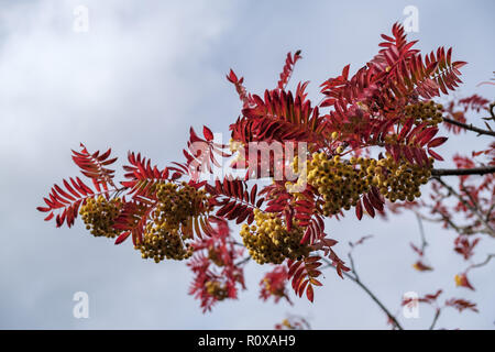 Rowan or Mountain Ash tree (Sorbus aucuparia)  Joseph Rock berries on a tree in East Grinstead Stock Photo
