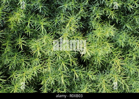 Detailed Christmas tree branches background Stock Photo