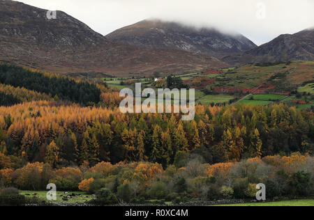Cattle graze in a field on the edge of Tollymore Forest park at the foot of the Mourne mountains in Bryansford, Co. Down. Stock Photo