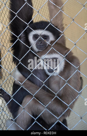 a couple of white handed gibbons Hylobates lar in zoo cage, shot through the cage. the hot embrace Stock Photo