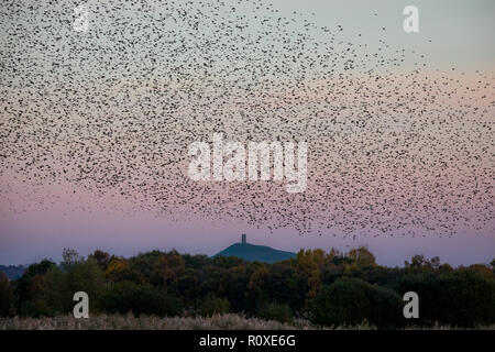 Evening starling murmuration in Glastonbury, Somerset, UK Stock Photo