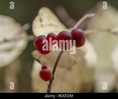 Red barries of Daphne mezereum, commonly known as February daphne on a branch in late autumn. Close up. Stock Photo