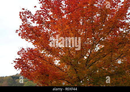 A close picture of a tree in autumn/fall. Stock Photo