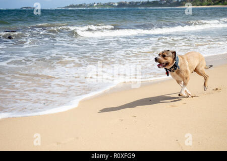 dog running on the beach Stock Photo