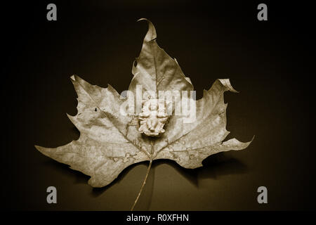 Baby Jesus Christ in the manger on a dry leaf isolated on black background. Christmas Nativity Scene figure. Stock Photo