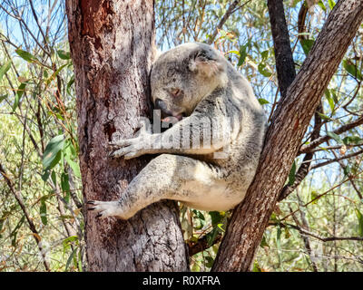 An Australian wild Koala bear sleeping in eucalyptus or gum tree. Magnetic Island, Australia. Stock Photo