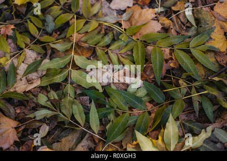 photo of Leaves laying on the ground Stock Photo