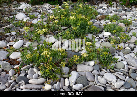 Crithmum maritimum (rock samphire) is an edible member of the flowering plant family Apiaceae. It is here growing on coastal shingle in North Wales. Stock Photo