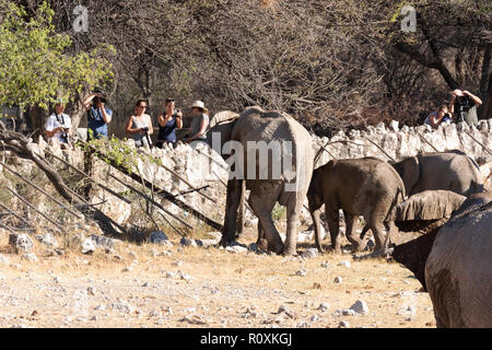 Okaukuejo camp, - tourists looking at elephants at the waterhole; Okaukuejo waterhole, Etosha national park, Namibia Africa Stock Photo