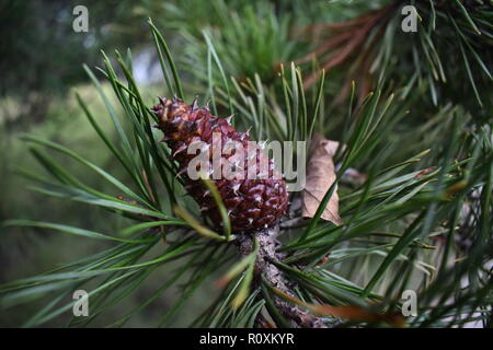 Close up of pine cone attached to pine tree Stock Photo