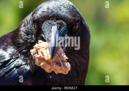 Portrait of a common raven, Corvus corax, holding a piece of bread in his beak Stock Photo