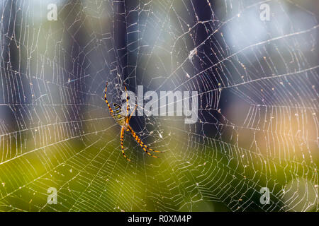 Close up of  banana spiders or golden orb-weavers spider on spider web