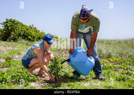 Miami Beach Florida,Beach View Park,Surfrider Foundation,Coastal Dune Restoration,planting,volunteer volunteers volunteering work worker workers,teamw Stock Photo