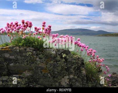 Sea Pinks, or Thrift, flowering on rocks on the coast at Knockbrex on the Kirkcudbrightshire coast of Wigtown Bay, Dumfries and Galloway, SW Scotland. The hills of Wigtownshire can be seen in the distance across Wigtown Bay Stock Photo