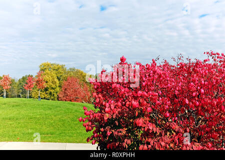 Fall foliage in northeast Ohio includes a euonymus alatus, known as the red burning bush, which in the autumn provides scenic landscapes Stock Photo