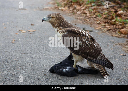 A juvenile Red-tailed Hawk (Buteo jamaicensis) with a pigeon in its claws sitting on the sidewalk. Brooklyn, New York. Stock Photo