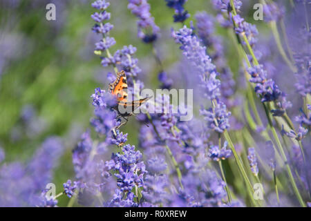 Butterfly on Lavender growing in rural England Stock Photo