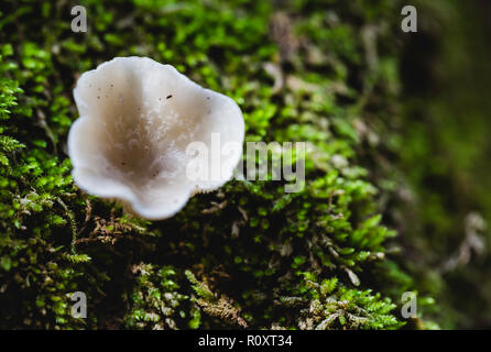 Clitocybe gibba seen from above surrounded by green moss Stock Photo