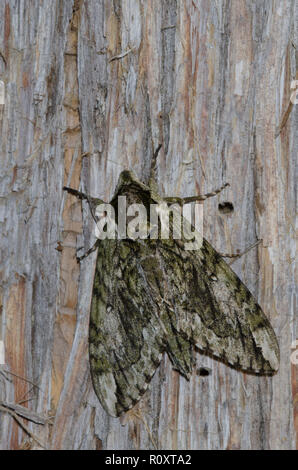 Hagen's Sphinx, Ceratomia hageni Stock Photo