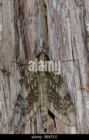 Hagen's Sphinx, Ceratomia hageni Stock Photo