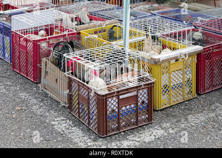 Roosters and Chickens in Crates at Poultry Market Stock Photo