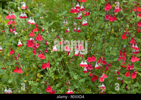 Salvia microphylla Hot Lips flowering plant Stock Photo