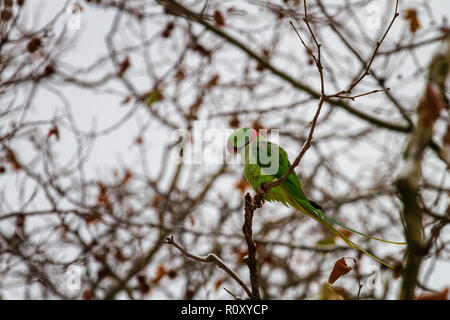 Rose-ringed parakeet, Green parrot on the branch in winter Stock Photo