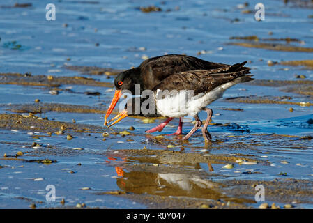A New Zealand oyster catcher feeding its chick a worm on the tidal flats of Marahau Stock Photo