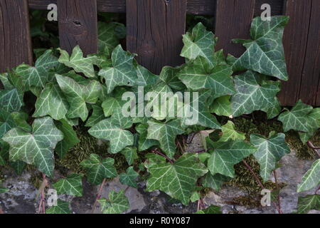 Ivy. creeping shrubs clinging to their adventitious roots of the walls, tree trunks, and so on Stock Photo