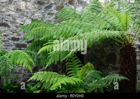 Dicksonia Antartica,Tree Fern,patio,shaded,shady,shade,area,fernery,tree ferns,feature,planting scheme,garden,gardens,RM Floral Stock Photo