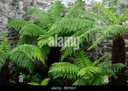 Dicksonia Antartica,Tree Fern,patio,shaded,shady,shade,area,fernery,tree ferns,feature,planting scheme,garden,gardens,RM Floral Stock Photo