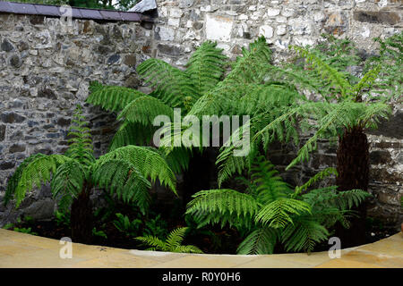 Dicksonia Antartica,Tree Fern,patio,shaded,shady,shade,area,fernery,tree ferns,feature,planting scheme,garden,gardens,RM Floral Stock Photo