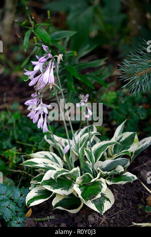 hosta patriot,hostas,variegated,foliage,leaves,white,green,flower,flowers,flowering,shade,shady,shaded,RM Floral Stock Photo