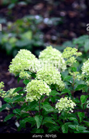 hydrangea paniculata limelight,hydrangeas,white,green,flower,flowers,flowering,RM Floral Stock Photo