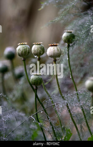 papaver orientale,oriental poppy, seedheads, seed heads, seed, pods ,ornamental,garden, feature, ornamental, RM Floral Stock Photo