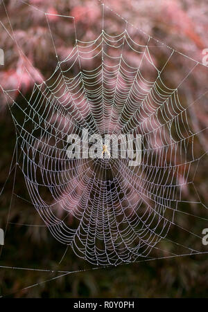 Orb Spider on dew-covered web, Japanese Maple behind, Seattle Stock Photo