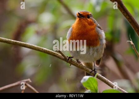 Portrait of a European robin (erithacus rubecula) singing in the rain Stock Photo