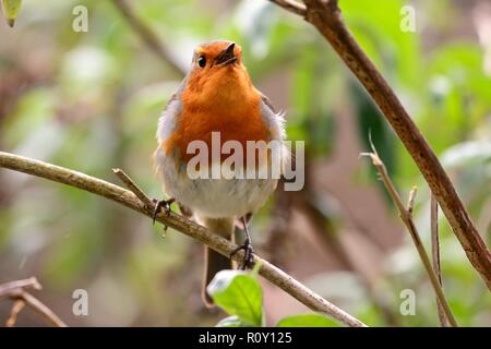 Portrait of a European robin (erithacus rubecula) singing in the rain Stock Photo