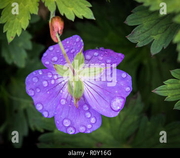 Single blue purple gerannium flower surrounded by dark green foliage and dew drops on the petals. Stock Photo