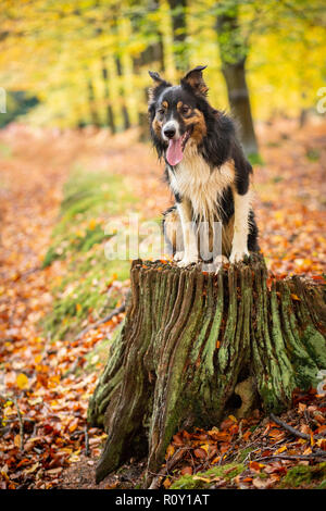 A tricoloured border collie sitting on a tree stump in a woods surrounded by trees and leaves showing Autumnal colour. Stock Photo