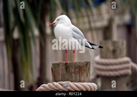 the sea gull is standing on a pier Stock Photo