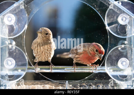 Closeup front of two male, female red, gray house finch birds sitting perched on plastic glass window feeder, sunny day, looking in Virginia, eating s Stock Photo