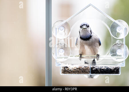 One curious blue jay, Cyanocitta cristata, bird perched on plastic glass window feeder eating peanuts during winter snow in Virginia, snow flakes fall Stock Photo