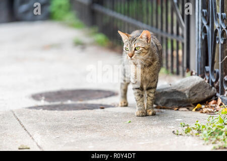 Stray tabby cat with green eyes walking on sidewalk streets in New Orleans, Louisiana by metal fence Stock Photo