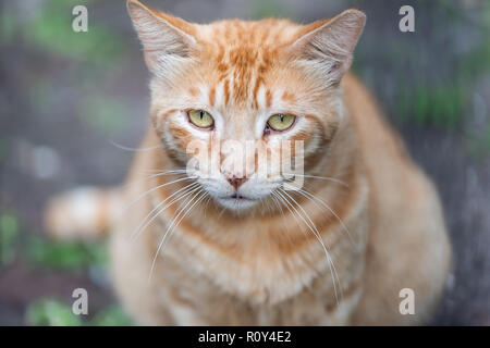 Stray tabby orange ginger cat with sad yellow green eyes closeup on sidewalk streets in New Orleans, Louisiana hungry Stock Photo