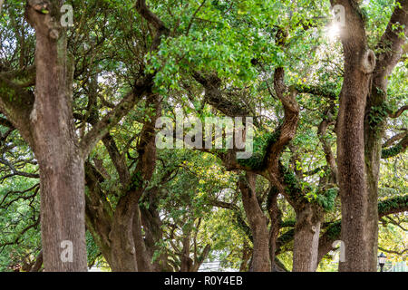 Closeup pattern of oak trees looking up with sun, sunburst in New Orleans, Louisiana, USA famous town city, Washington Square park, large branches Stock Photo