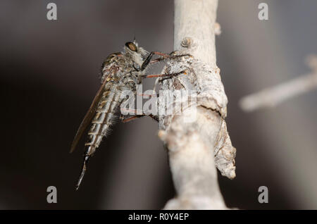 Robber Fly, Efferia sp., female Stock Photo
