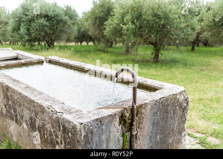 Landscape view of Green olive trees grove farm Italian countryside in Italy in Val D'Orcia, tuscany during summer with stone water tub trough for cows Stock Photo