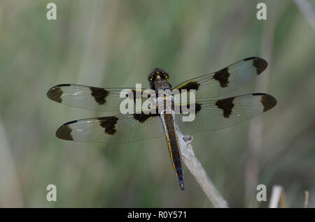 Twelve-spotted Skimmer, Libellula pulchella, female Stock Photo